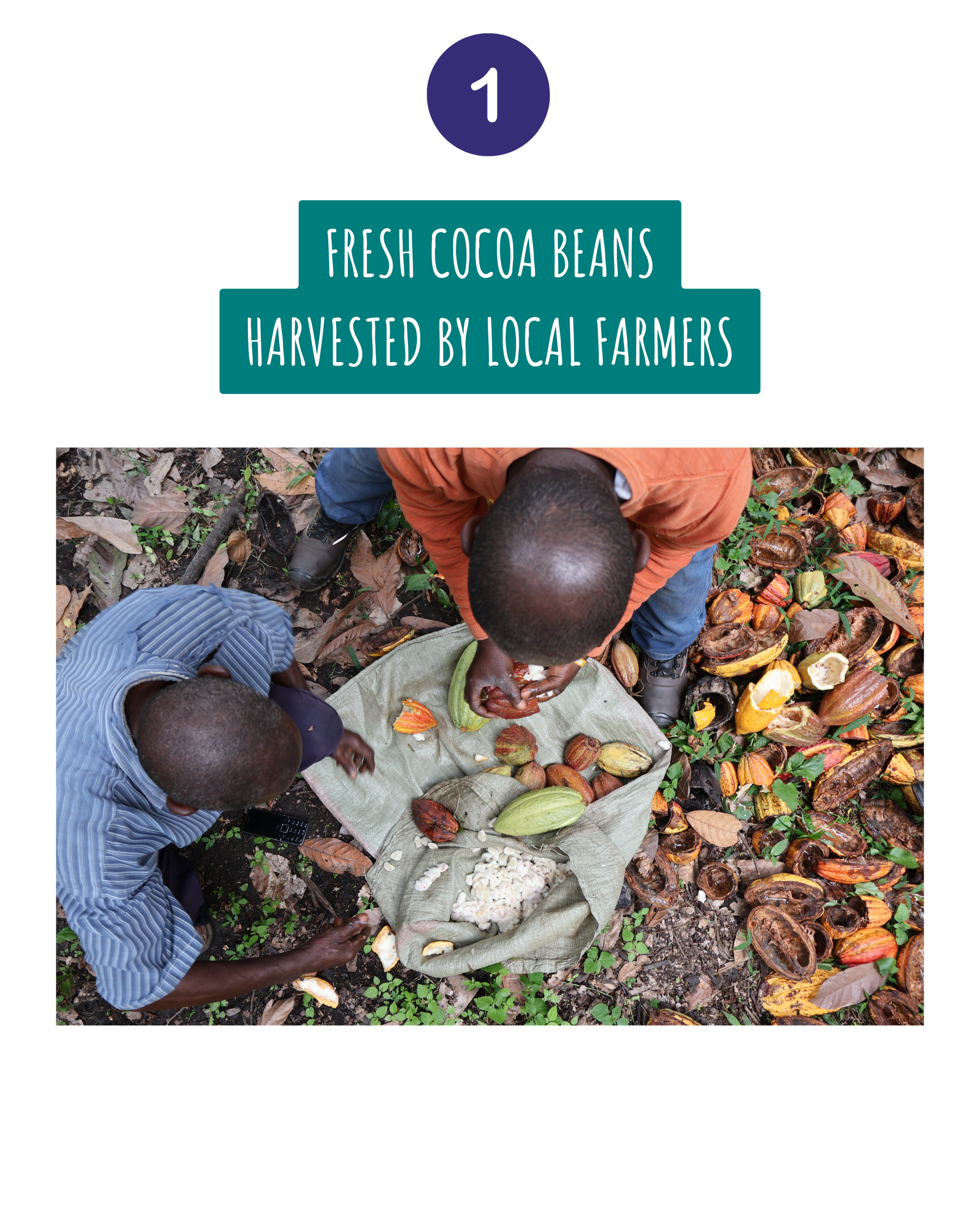 Cocoa_Traceability_1