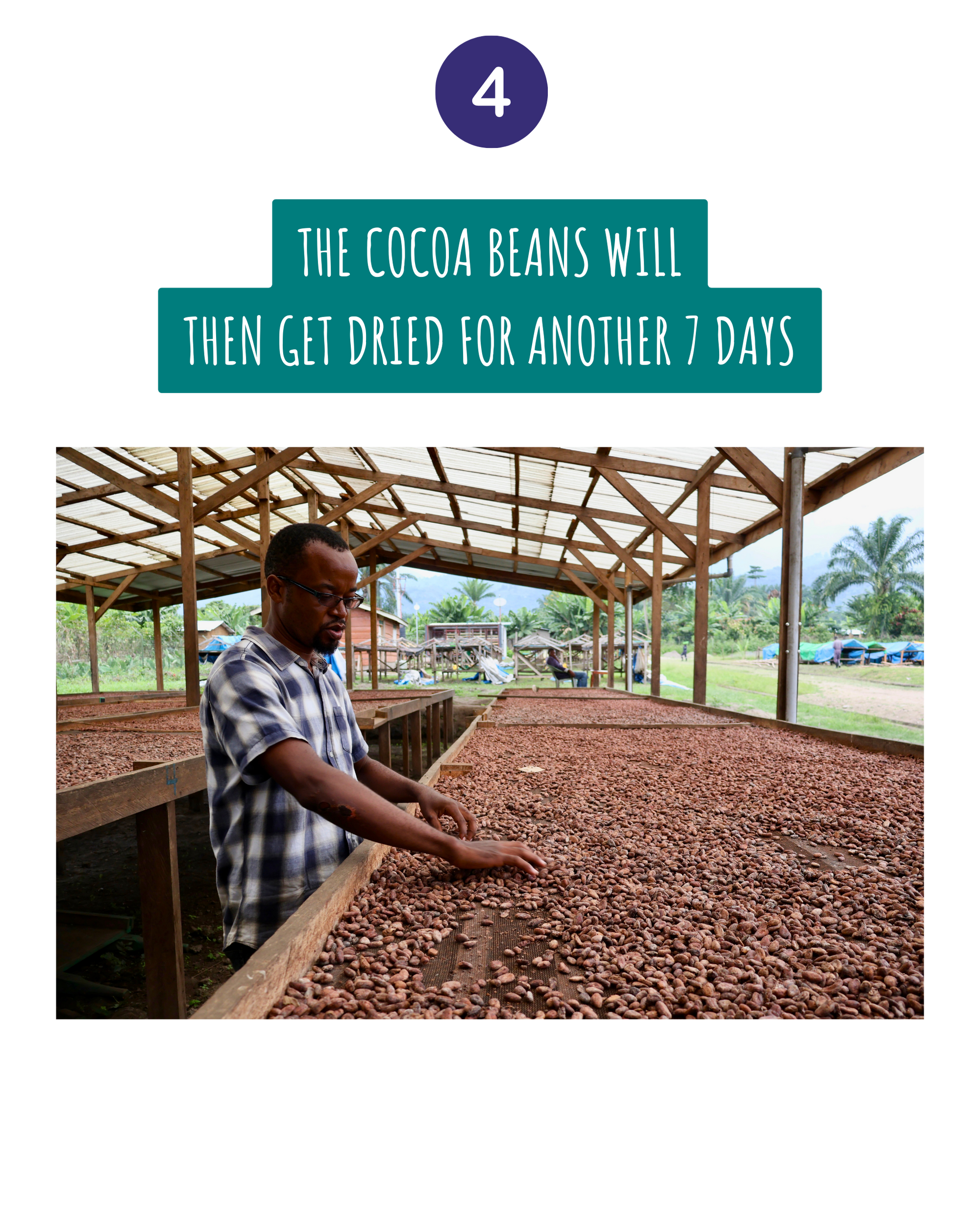 Cocoa_Traceability_4