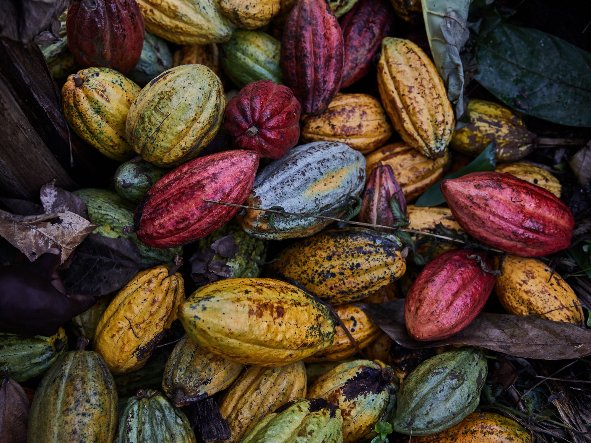 Cocoa Beans