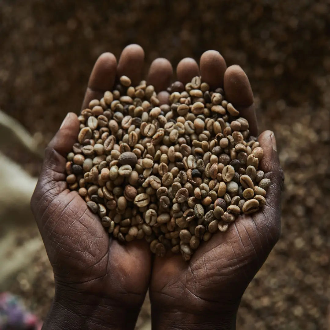 Hands holding coffee beans with