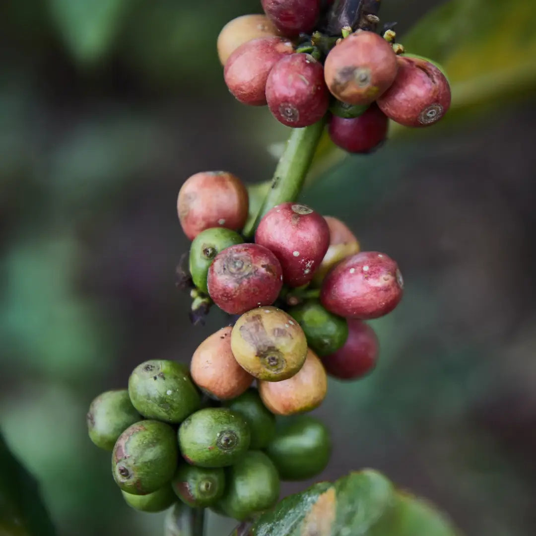 Arabica Ground Coffee (Bio)